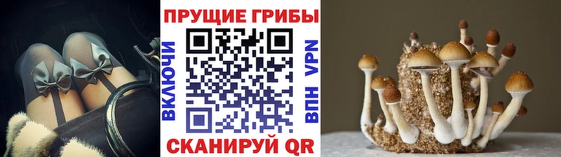 Галлюциногенные грибы Psilocybine cubensis  наркошоп  Александровск-Сахалинский 